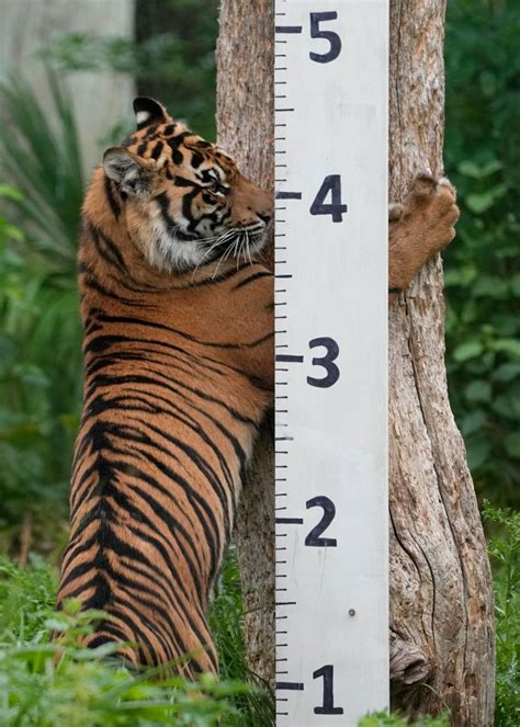 London Zoo’s animals, from tarantulas to tigers, get their annual weigh-in