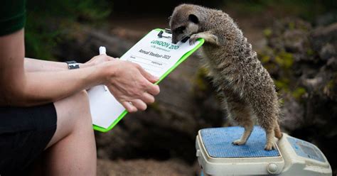 London Zoo animals step on the scale for vital health monitoring