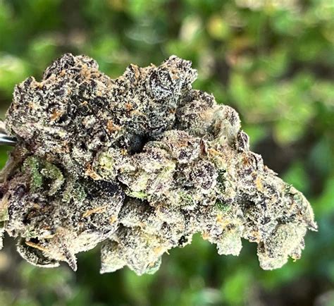 Bred by Tiki Madman, London Jelly features flavors like vanilla, berry, and nutty. The dominant terpene of this strain is caryophyllene, which has anti-inflammatory and pain …. 