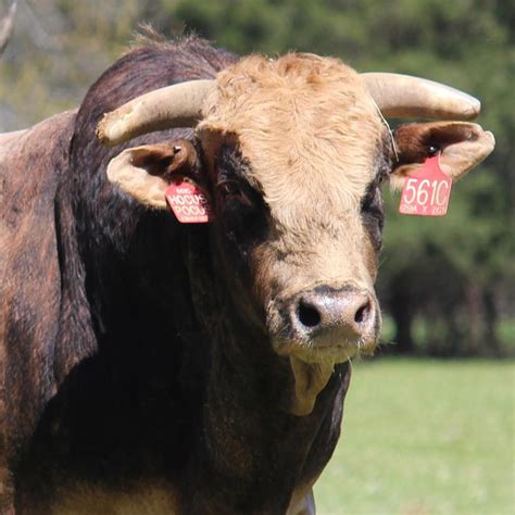 Lone Star Bucking Bull Genetics Nacogdoches TX