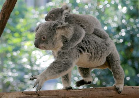 Lone pine koala sanctuary. Things To Know About Lone pine koala sanctuary. 