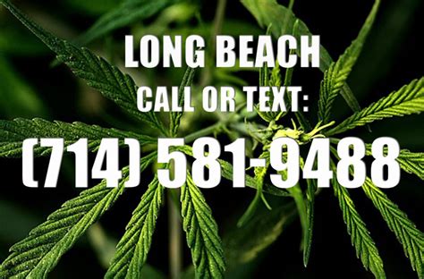 Long Beach clones - The #1 Marijuana Community Online