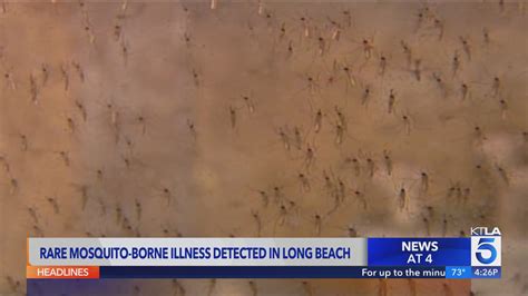 Long Beach confirms first case of mosquito-borne St. Louis Encephalitis