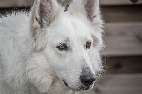 Long Coat White German Shepherd Puppies For Sale