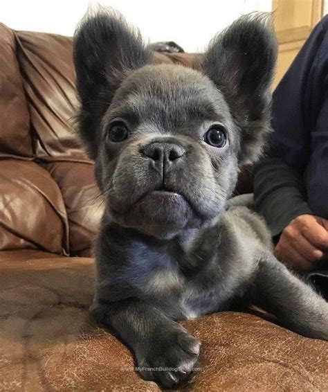 Long Haired Blue French Bulldog Puppy