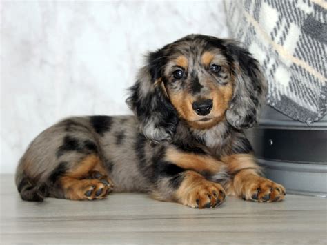 Long Haired Dachshund - 13 Things You Need to Know - The …