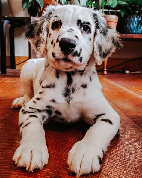 Long Haired Dalmatian Price