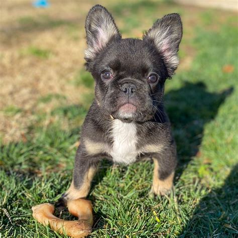 Long Haired French Bulldog Puppies For Sale