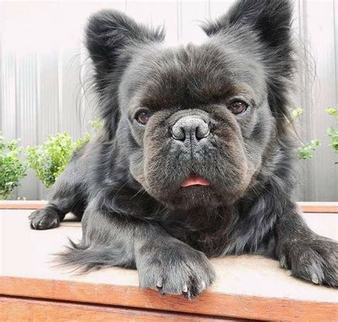 Long Haired French Bulldog Puppy