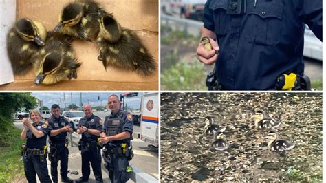 Long Island officers use YouTube app to reunite ducklings with mama duck