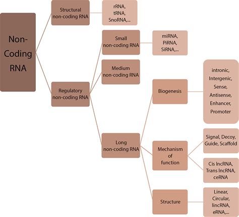 Long Noncoding Rnas