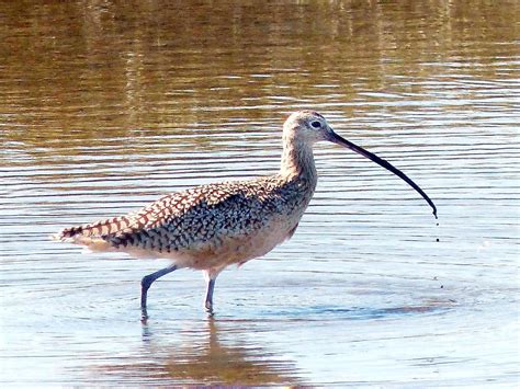 We have got the solution for the Long-billed marsh bird crossword clue right here. This particular clue, with just 5 letters, was most recently seen in the LA Times on November 29, 2022 . And below are the possible answer from our database.. 