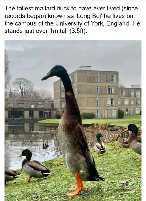 Long boi. The mallard-Indian runner cross, named Long Boi due to his tall stature, was dubbed a local celebrity at the University of York. Long Boi arrived on campus in 2019 and went viral after a Reddit post incorrectly described him as “the tallest mallard duck to have ever lived… over 1m tall”. It was later confirmed the duck stands at around 70cm. 