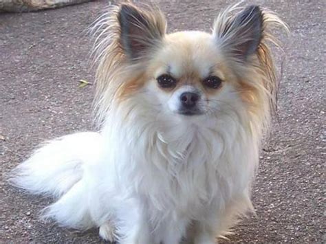 Long haired chihuahua near me. The Chihuahua (Spanish: chihuahueño) is the smallest breed of dog and is named for the state of Chihuahua in Mexico. Chihuahuas come in a wide variety of sizes, head shapes, colors, and coat lengths. There are two … 