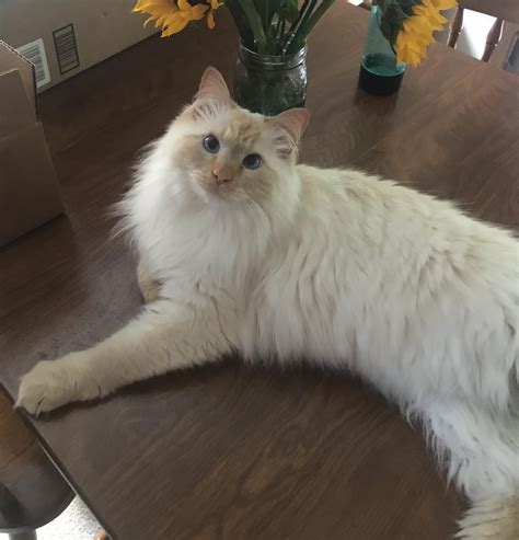 Long haired flame point siamese. Things To Know About Long haired flame point siamese. 