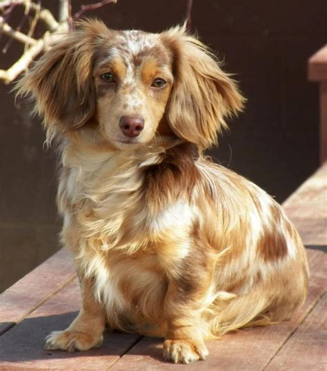 Long haired piebald dachshund. Long Haired Dachshund cost between $2500USD to $6000USD depending on the breeder. The size of the Dachshund also influences the price where the miniature size is more expensive. Additionally, the rarer the coat color, the more expensive the dog. 