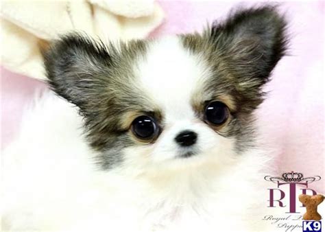 The typical price for Chihuahua puppies for sale in Grand Rapids,