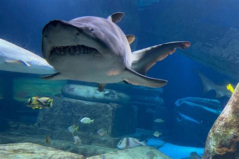 Long island aquarium. Feb 10, 2024 · Saturday, February 10, 2024 from 7pm-10pm. Reservations are required. Call 631.208.9200, ext. 426 or purchase online with the links below. *All prices plus tax. 72-hour cancellation policy. If you need to cancel within 72-hours, you will get Aquarium credit, no refund. 3.5% discount for purchases made with cash (only). ChocoVino Tickets. Buy Now. 