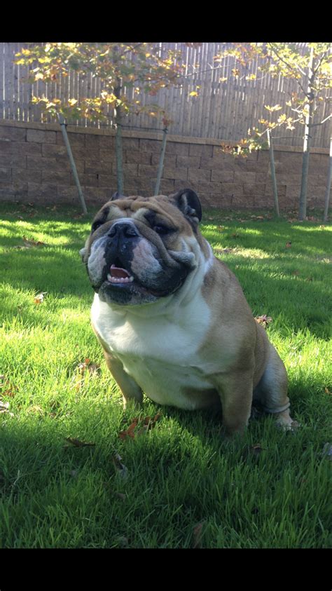 Long Island Bulldog Rescue make’s no claims, representations, or warranties regarding the temperament, behavior, or health of any rescued Bulldog. Foster Care Requirements: A foster home should have a fenced yard for exercise. If this is not possible, the dog must be exercised on a leash. . 
