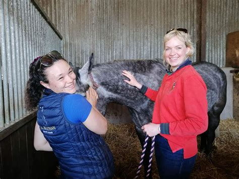 Long island equine massage.  These instructors work with specially selecte...