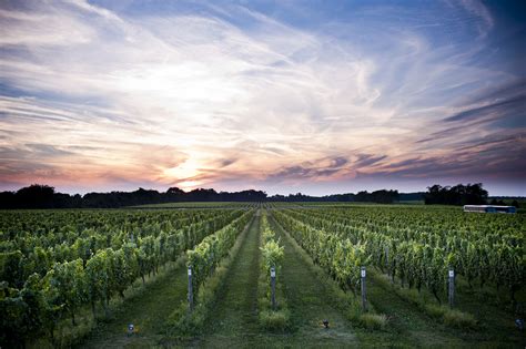 Long island wine tours. With this off-the-beaten-path bike tour, head to Mattituck for a ride through the vineyards, farms, and beaches that make Long Island so picturesque. Add optional wine tastings and lunch for a perfect day, or just marvel at natural beauty as you go. from. $129.99. per adult. 
