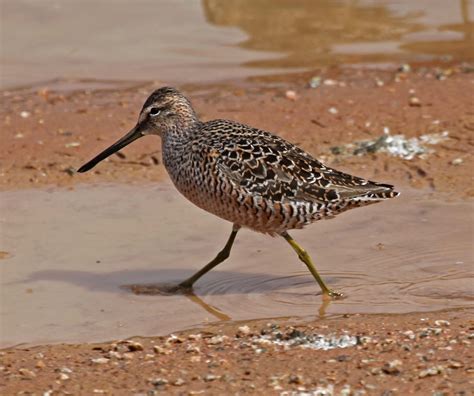 Long legged wading bird 6 letters. The crossword clue Long-legged birds with 6 letters was last seen on the July 14, 2019. We found 20 possible solutions for this clue. ... Long-legged wading bird 4% 9 PHEASANTS: Long-tailed birds 4% 5 HERON: Long … 