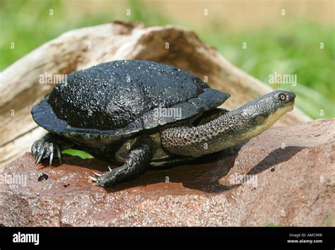 Long neck turtle hi-res stock photography and images - Alamy