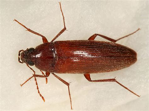 Long skinny brown bug in house. Vacuuming is an effective way to remove Minute Brown Scavenger Beetles from your home. They are harmless and easy to get rid of. You can also use a dustpan and ... 