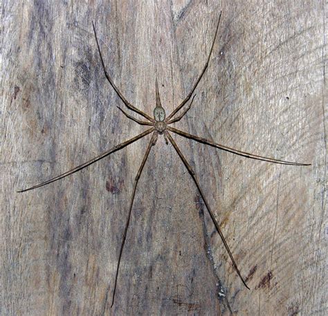 Long tail spider. Each spider was about 3mm long with a tail measuring up to 5mm. “Maybe the tail originally had a sensory function; it is covered in short hairs, but … 