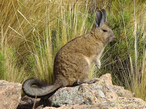 Members of this species are medium- to large-sized rodents that also look remarkably like a long-tailed rabbit. [6] Soft, dense fur covers its body, from the tips of its elongated fur-covered ears, edged with a fringe of white fur to the end of its long, curled tail. Its tail is bushy and can range up to about one-third of the length of its body.. 