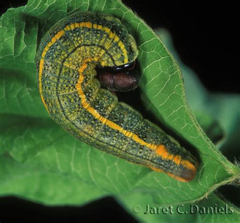 Long-Tailed Skipper Butterfly Caterpillar (Larvae) Sleeping