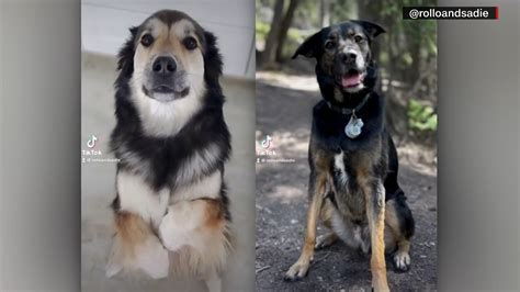 Long-distance love: Rollo and Sadie’s heartwarming friendship goes viral