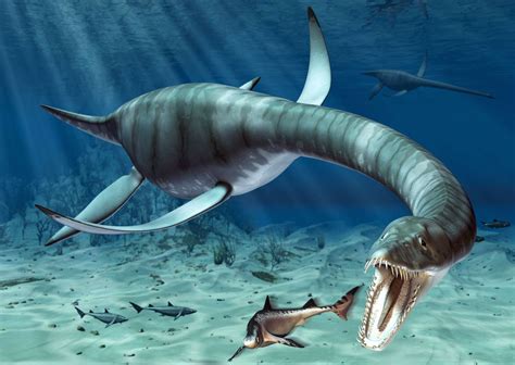 Long-necked marine reptile from 80 million years ago to become B.C.’s fossil emblem