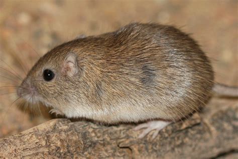 Long-tailed Pocket Mouse (Small mammals of California)