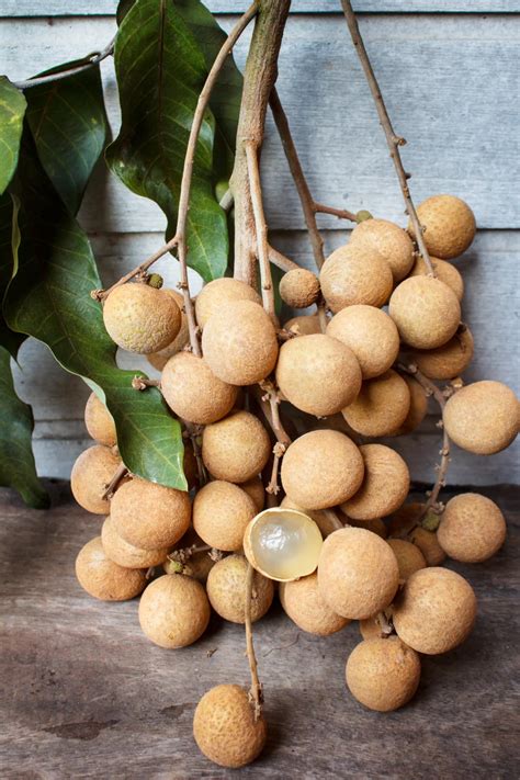 Longan: kotikasvatus