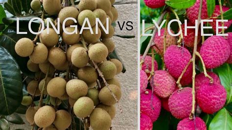 Longan versus lychee