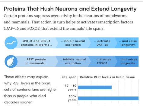 Longevity Linked to Proteins That Calm Overexcited Neurons