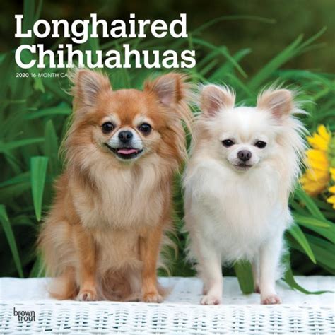 Read Longhaired Chihuahuas 2020 Calendar By Not A Book
