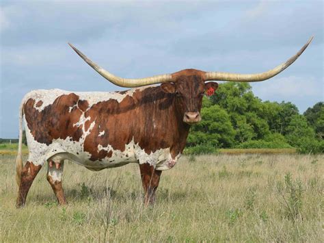 Longhorn cattle for sale. The 2023 auction DATA. Prices ranged from $300.00 to $360,000.00 for longhorns that sold on public auction in 2023. We estimate that around 2000 Texas longhorns sold at Texas longhorn public auctions in 2023. The majority of lots sold under the $10,000 mark. ( approximately 90%) 234 Texas longhorn cows sold on auction for a price of $10,000 or ... 