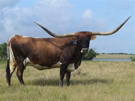 Red Brahman & Beefmaster Herd Disperal. Cattle Class. Calf Cow Pairs. Head Count. 80. $2,700 / Head. Find longhorn cattle from local ranches near you or advertise your longhorn cattle for free at LivestockNow.. 