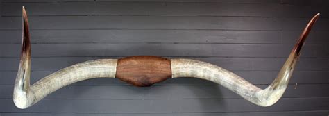 Longhorn steer horns for sale. 