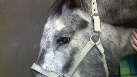 Longmont horse therapy program needs property donation
