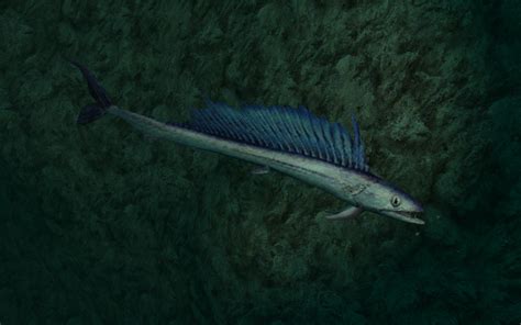Longnose Lancetfish Swims Photo