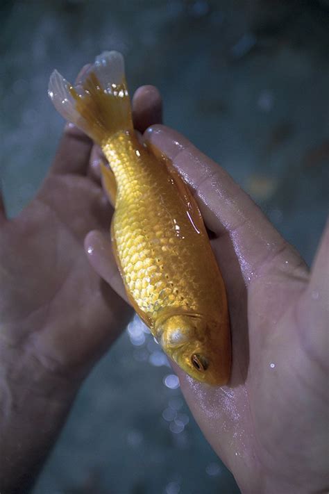 Lonoke County’s Pool Fisheries is the Godfather of Goldfish - AMP