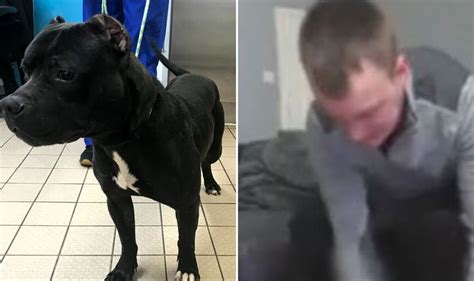 Look What Happened to the Man Who Beat His Dog. What’s Your …