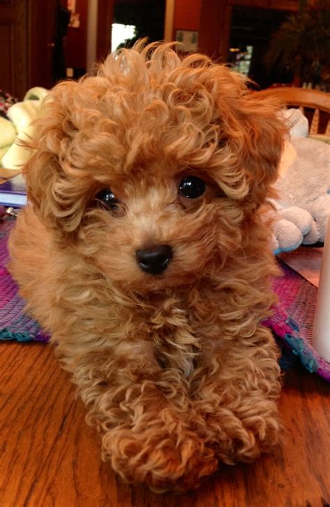 Looking For A Toy Poodle Puppy