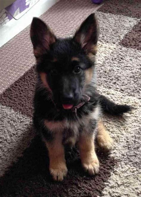 Looking To Adopt A German Shepherd Puppy