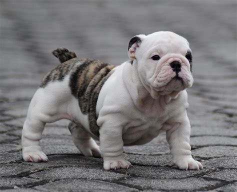 Looking for an English Bulldog puppy for sale? We have top quality English Bulldog puppies for sale from the best world renowned champion bloodlines