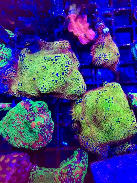 Looking for specific Acro frags - Livestock - Austin Reef Club