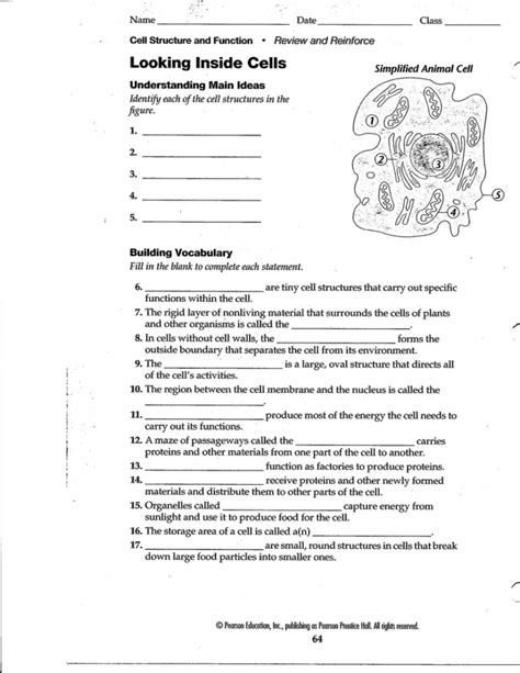 Looking inside cells worksheet answers.  The nucleus is a large, oval structure ...